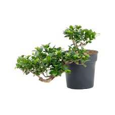 Ficus microcarpa 'Compacta'