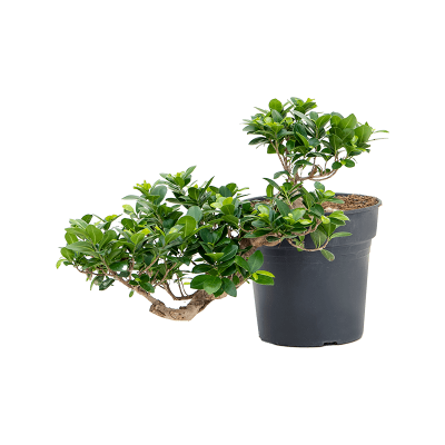 Растение горшечное Фикус/Ficus microcarpa 'Compacta'