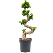 Ficus microcarpa 'Compacta'