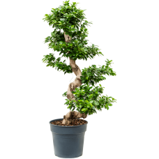 Ficus microcarpa 'Compacta'