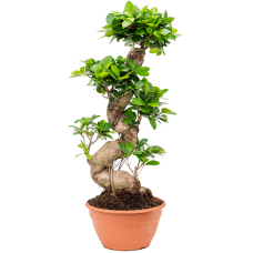 Ficus microcarpa 'Compacta'