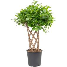 Ficus moclame