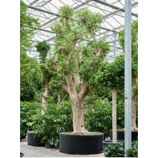 Ficus microcarpa 'Nitida' (600-700)