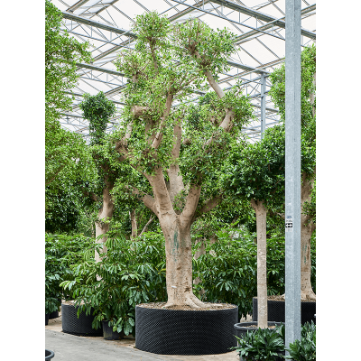 Растение горшечное Фикус/Ficus microcarpa 'Nitida' (600-700)