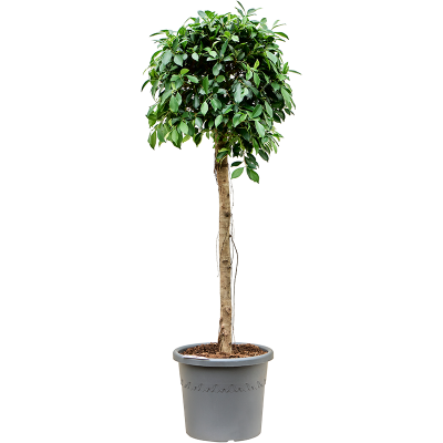 Растение горшечное Фикус/Ficus microcarpa ‘Nitida’