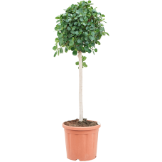 Ficus panda