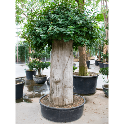 Растение горшечное Фикус/Ficus 'Panda'