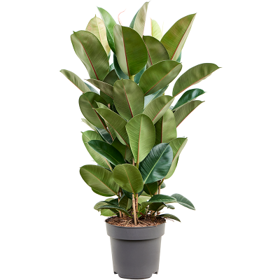 Растение горшечное Фикус/Ficus elastica 'Robusta'