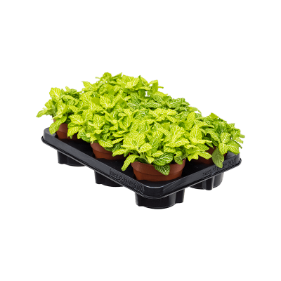 Растение горшечное Фиттония/Fittonia 'Superba Lemon' 6/tray