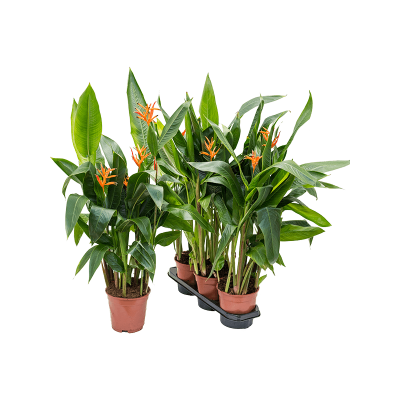Растение горшечное Геликония/Heliconia curacao