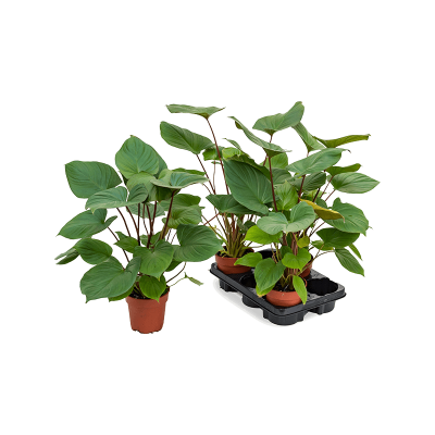 Растение горшечное Хомаломена/Homalomena rubescens 'Maggy' 3/tray