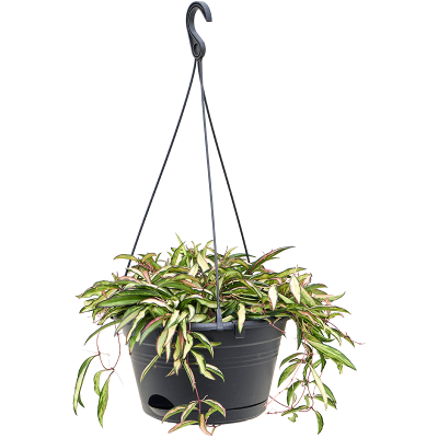 Растение горшечное Хойя/Hoya wayetii 'Tricolor'