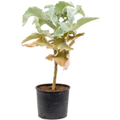 Растение горшечное Каланхое/Kalanchoe beharensis
