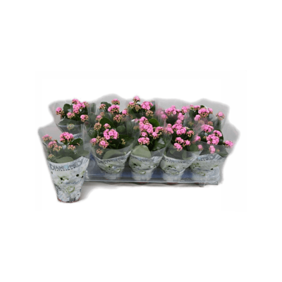 Растение горшечное Каланхое/Kalanchoe blossfeldiana 10/tray