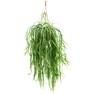 Растение горшечное Леписмиум/Lepismium asuntapatense