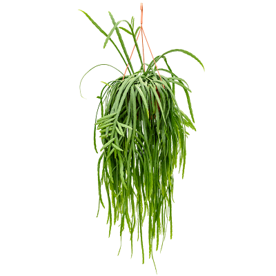 Растение горшечное Леписмиум/Lepismium bolivianum