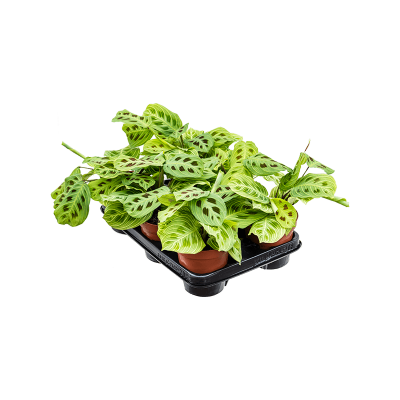 Растение горшечное Маранта/Maranta leuconeura 'Fantasy' 6/tray