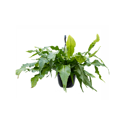 Растение горшечное Микросорум/Microsorum crocodyllus