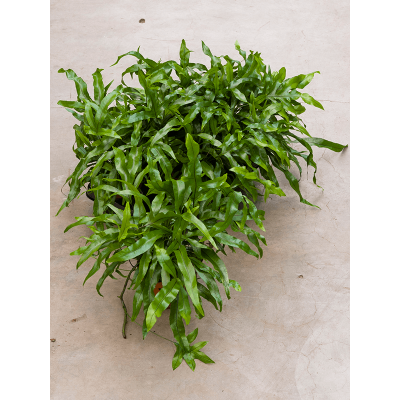 Растение горшечное Микросорум/Microsorum diversifolium 6/tray