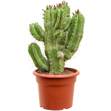 Myrtillocactus geometrizans