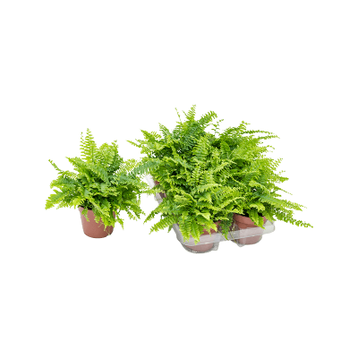 Растение горшечное Нефролепис/Nephrolepis exaltata 'Boston' 6/tray