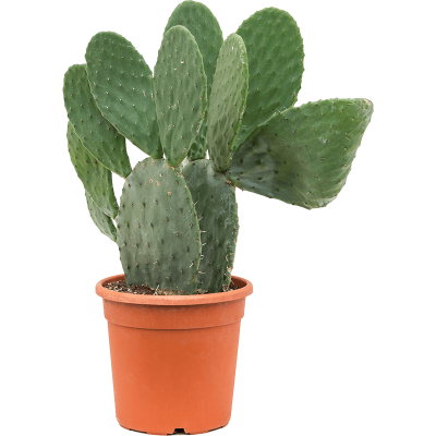 Растение горшечное Опунция/Opuntia indica