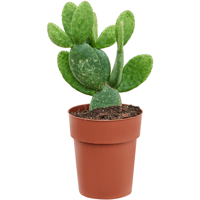 Растение горшечное Опунция/Opuntia inamoena