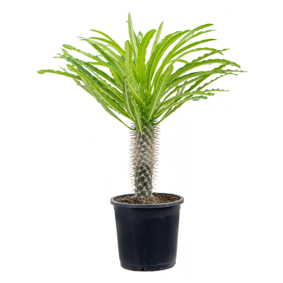 Растение горшечное Пахиподиум/Pachypodium lamerei