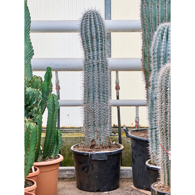 Растение горшечное Пахицереус/Pachycereus pringlei (130-150)