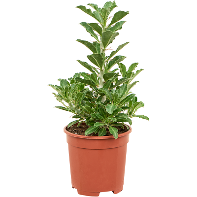 Растение горшечное Пахиподиум/Pachypodium saundersii