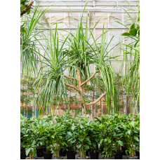 Strelitzia nicolai