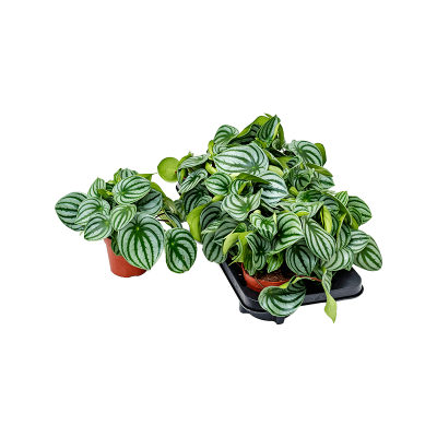 Растение горшечное Пеперомия/Peperomia argyreia 6/tray
