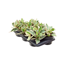 Peperomia obtusifolia 'Ginny' 6/tray