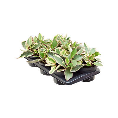 Растение горшечное Пеперомия/Peperomia obtusifolia 'Ginny' 6/tray