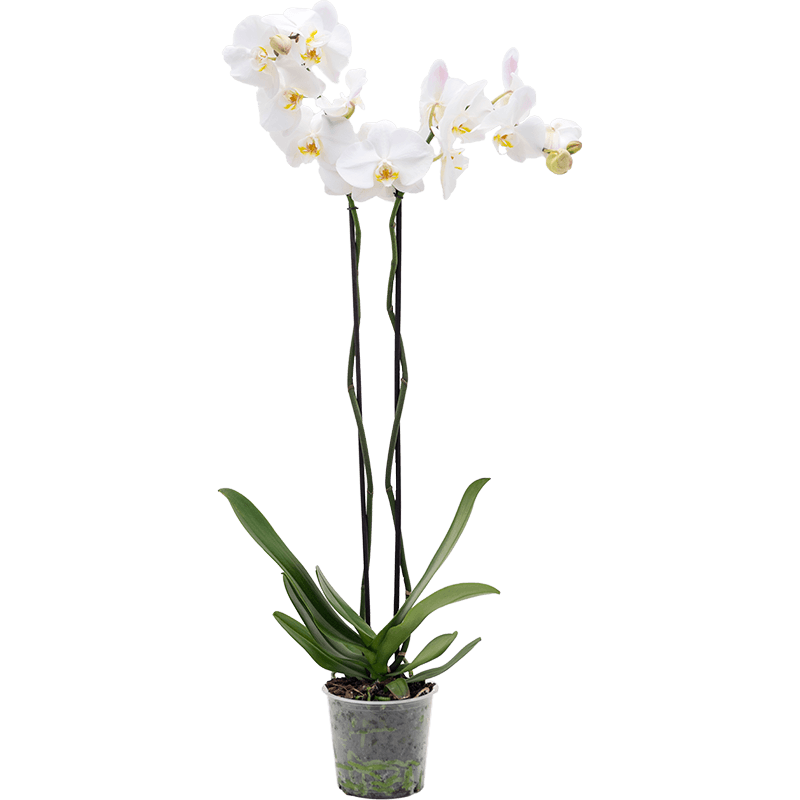 Растение горшечное Фаленопсис/Phalaenopsis 'Tsarine' 4/tray купить в  онлайн-магазине Plants&Pots с доставкой по Москве, Санкт-Петербургу,  Краснодару .