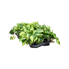 Philodendron scandens 'Brasil' 6/tray