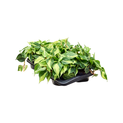 Растение горшечное Филодендрон/Philodendron scandens 'Brasil' 6/tray