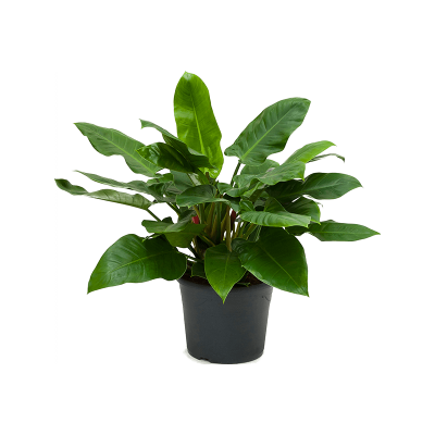 Растение горшечное Филодендрон/Philodendron imperial green