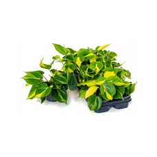 Philodendron scandens 'Brasil' 10/tray