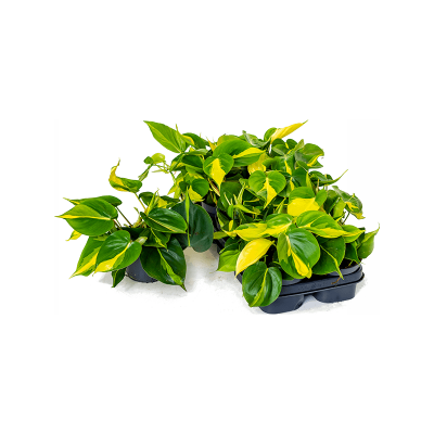 Растение горшечное Филодендрон/Philodendron scandens 'Brasil' 10/tray