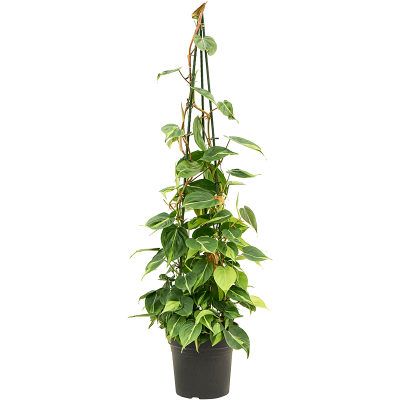 Растение горшечное Филодендрон/Philodendron scandens 'Brasil'