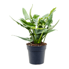 Philodendron 'Silver Queen'