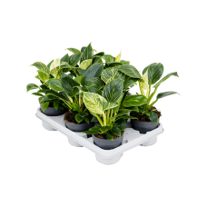 Philodendron 'White Wave' 9/tray