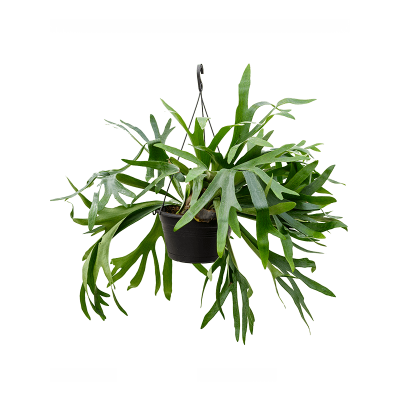 Растение горшечное Платицериум/Platycerium bifurcatum