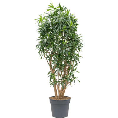 Растение горшечное Плеомеле/Pleomele (Dracaena) reflexa