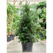 Podocarpus macrophyllus 'Maki'