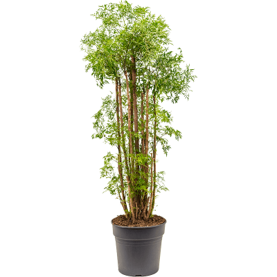 Растение горшечное Аралия/Aralia (Polyscias) 'Ming'