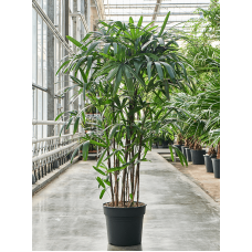 Rhapis excelsa