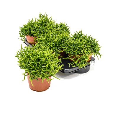 Растение горшечное Рипсалис/Rhipsalis heteroclada 4/tray