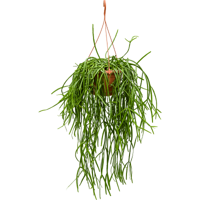 Растение горшечное Рипсалис/Rhipsalis trigona